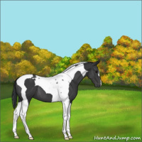 Horse Color:Black Tobiano 
