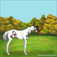 Horse Color:Brown Tobiano Appaloosa 