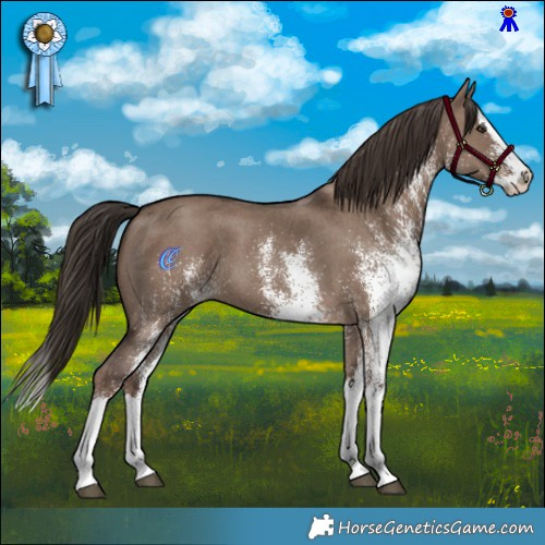 Horse Color:White Spotted Liver Red Dun Splash 