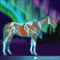 Horse Color:Thunderstruck Bay Tobiano 