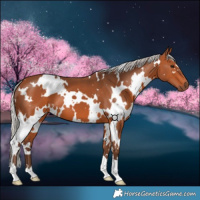 Horse Color:White Spotted Silver Bay 