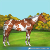 Horse Color:White Spotted Silver Bay 