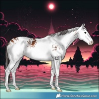 Horse Color:White Spotted Bay 