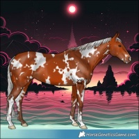 Horse Color:White Spotted Silver Bay 