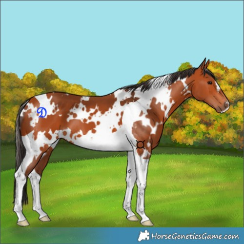 Horse Color:White Spotted Bay Tobiano
