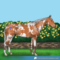 Horse Color:White Spotted Silver Bay 