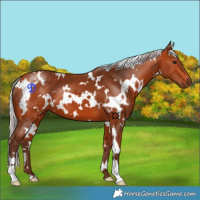 Horse Color:White Spotted Silver Bay 