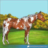 Horse Color:White Spotted Silver Bay 