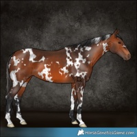 Horse Color:White Spotted Bay 