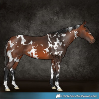 Horse Color:White Spotted Bay 