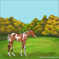 Horse Color:White Spotted Silver Bay 
