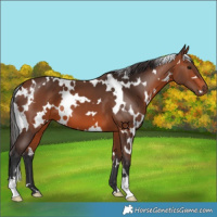 Horse Color:White Spotted Bay 