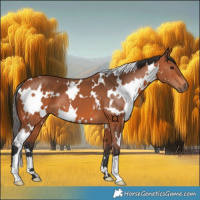 Horse Color:White Spotted Bay 