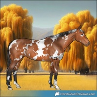 Horse Color:White Spotted Bay 