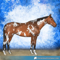 Horse Color:White Spotted Bay 