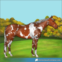 Horse Color:White Spotted Silver Bay 