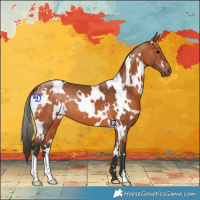 Horse Color:White Spotted Bay 
