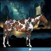 Horse Color:White Spotted Bay 