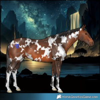 Horse Color:White Spotted Bay 