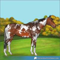 Horse Color:White Spotted Bay 