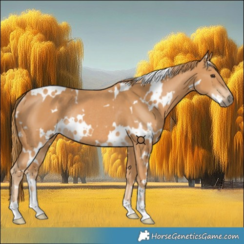 Horse Color:White Spotted Chestnut Rabicano 