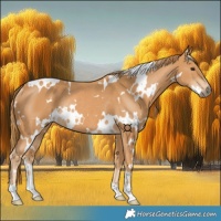 Horse Color:White Spotted Chestnut Rabicano 