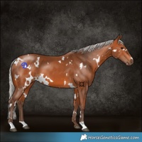 Horse Color:White Spotted Silver Bay 