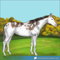Horse Color:White Spotted Bay Splash 