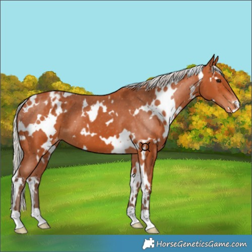 Horse Color:White Spotted Silver Bay Appaloosa