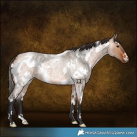 Horse Color:White Spotted Bay Roan Dun 