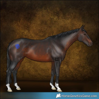Horse Color:Brown 