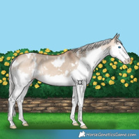 Horse Color:White Spotted Silver Bay Dun Splash