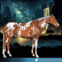 Horse Color:White Spotted Chestnut 