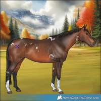 Horse Color:White Spotted Bay Tobiano