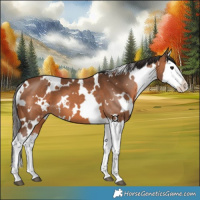 Horse Color:White Spotted Bay Splash 