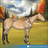 Horse Color:White Spotted Buckskin 