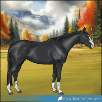 Horse Color:Black 