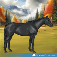 Horse Color:Black 