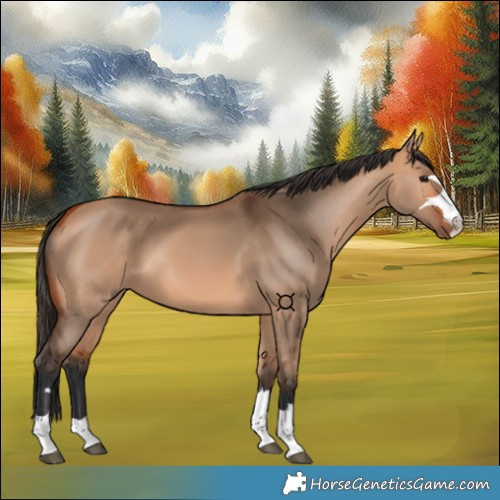 Horse Color:Bay Dun 