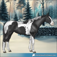 Horse Color:Painted Black Splash Tobiano 