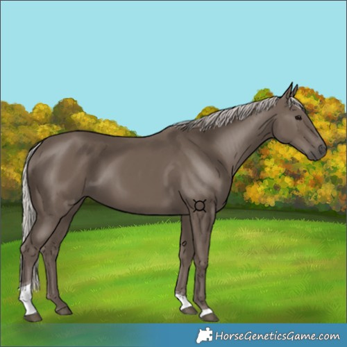 Horse Color:Silver Black Tobiano 