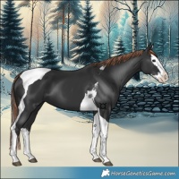 Horse Color:Painted Black Splash Tobiano 