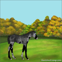 Horse Color:Gray Blue Roan Splash Appaloosa