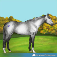 Horse Color:Gray Smoky Black 