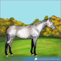Horse Color:Gray Bay Roan Splash