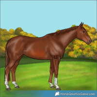 Horse Color:Chestnut Tobiano 