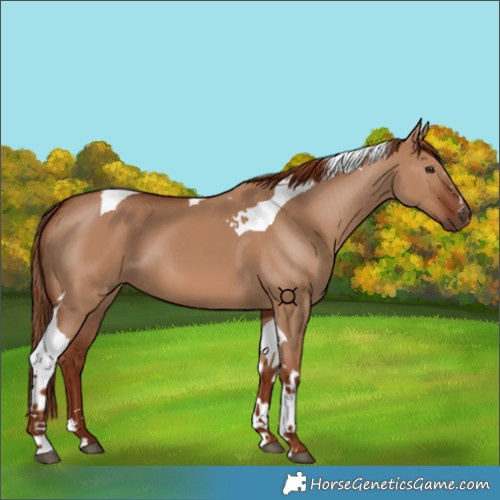 Horse Color:Red Dun Tobiano