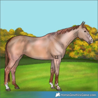 Horse Color:Red Dun 
