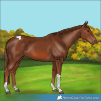 Horse Color:Chestnut Tobiano 