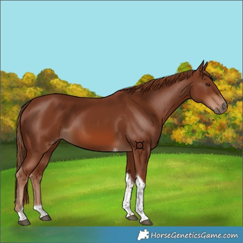Horse Color:Chestnut Tobiano